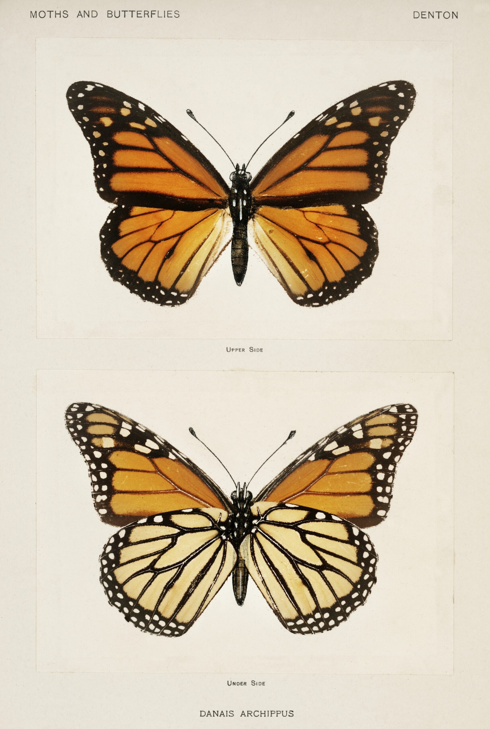 Nature & Botanical