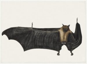 Vintage Bat, flying fox, fruit bat, natural history, zoology, scientific illustration, wildlife, mammal, vintage illustration, biology, nature, anatomy