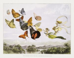 Fairy Queen with Butterflies, Richard Doyle, butterflies, fairy, insects, fantasy, victorian illustration, enchanted, flowers, whimsical, magical, vintage illustration, nature