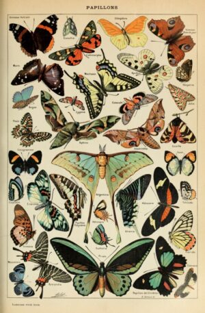 Papillons Butterfly Chart, adolphe millot, butterflies, moths, entomology, natural history, scientific illustration, vintage chart, insects, french, nature, botanical, educational