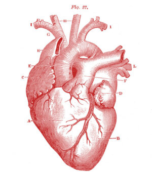 Anatomical Heart, anatomy, medical illustration, vintage, science, gothic, red, human heart, victorian, educational, curiosity