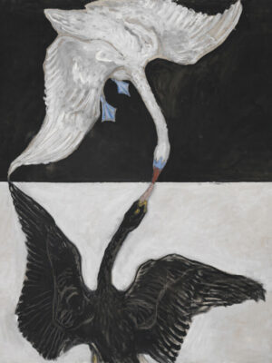 Black and White Swans, swans, black swan, white swan, birds, opposing birds, yin yang, duality, contrast, symbolism, nature, wildlife, monochrome, surreal, minimalist, contemporary art