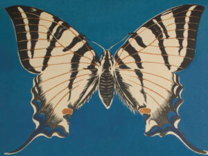Butterfly Illustration,butterfly,swallowtail,butterfly illustration,entomology,nature,insect,blue background,vintage natural history,scientific illustration,lepidoptera,cream and black wings,symmetrical,botanical print,decorative