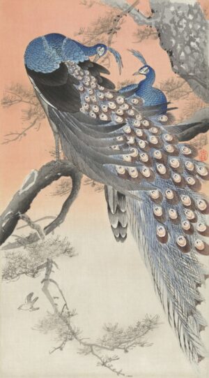 Peacocks on Pine Branch, peacock, peacocks, japanese woodblock, ukiyo-e, bird, nature, wildlife, pine tree, feathers, ornamental, blue plumage, vintage illustration, asian art, botanical