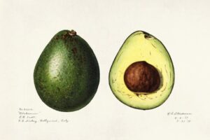 Vintage Avocado, botanical illustration, fruit, vintage, scientific, food, green, minimal, kitchen art, nature, antique, illustration