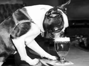 Dog Drinking Beer, dog, beer, funny, vintage photography, black and white, pub, boston terrier, humorous, quirky, animal, candid, bar