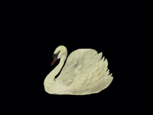 Swan, swan, mute swan, bird, waterfowl, wildlife, nature, animal, ornithology, bird illustration, vintage illustration, natural history, antique print, watercolor, white swan, elegant, graceful, feathers, lake, pond, wetland, botanical style, wildlife art, bird lover, minimalist, black background, serene, peaceful, classic illustration, decorative art, cottagecore, English countryside, nature decor, wall art, vintage art, museum art, timeless, wildlife illustration, swan art, neutral decor, fine art print
