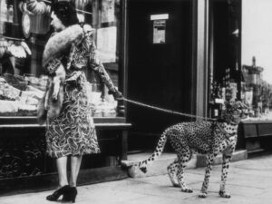 Woman Walking Cheetah, cheetah, leopard, vintage photography, woman, exotic animal, black and white, surreal, fashion, street photography, historical, quirky, unusual