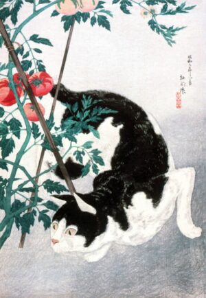Cat Among Tomato Vines, japanese woodblock, cat, tomatoes, garden, vegetables, playful, hiroaki takahashi, shin hanga, nature, botanical, animals, vintage japanese