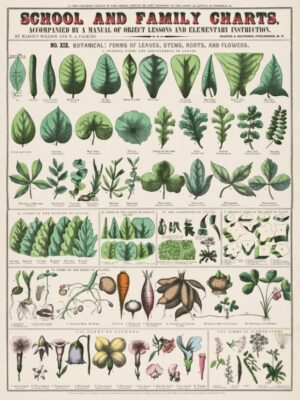 Vintage Botanical Chart, botanical chart, leaves, flowers, roots, plants, vintage science, botany, scientific illustration, nature, educational, green, flora, garden