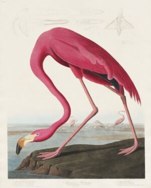 American Flamingo, american flamingo, flamingo, john james audubon, bird, wildlife, nature, bird illustration, ornithology, pink bird, vintage natural history
