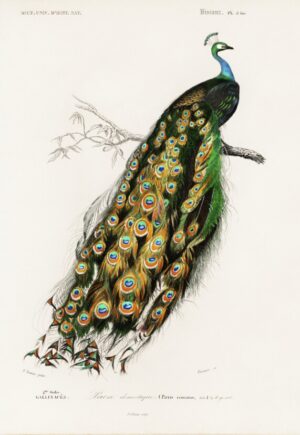 Peacock Illustration, peacock, bird, ornithology, bird illustration, wildlife, nature, feathers, vintage natural history, colorful, avian, john james audubon, wildlife