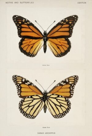 Monarch Butterfly Study, monarch butterfly, butterfly, insect, entomology, nature, butterfly illustration, scientific illustration, wildlife, orange butterfly, vintage natural history
