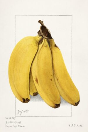 Banana Botanical Illustration, banana, botanical illustration, fruit, tropical fruit, botanical, vintage botanical, food illustration, nature, scientific illustration, plant, yellow